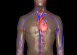 Thorax und Herz-Kreislauf-System mit Arterien und Venen