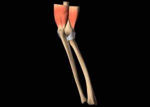 Ellenbogengelenk und Unterarmknochen mit Bändern und Muskelansätzen von hinten