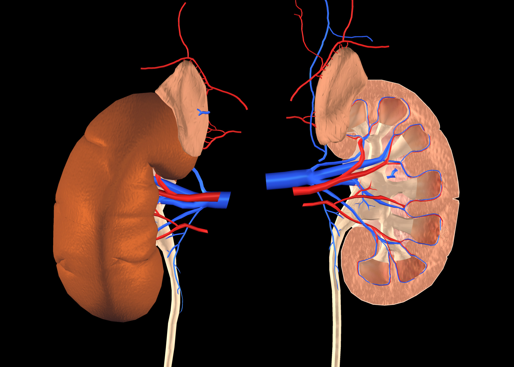 Nieren und Nebennieren mit Harnleiter und Blutgefäßen