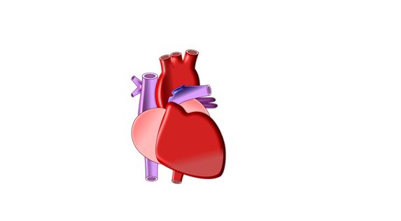 Modell des Herzmuskels