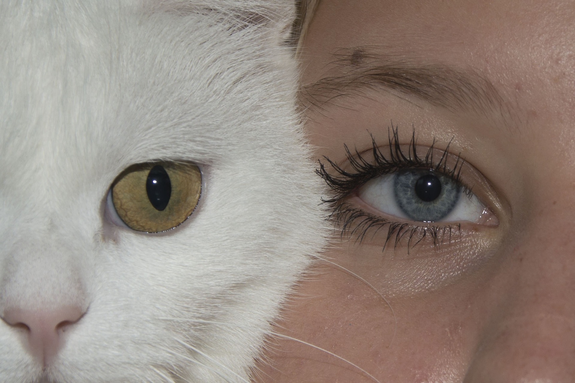 Katze und Mensch (Foto: Pixabay.com)