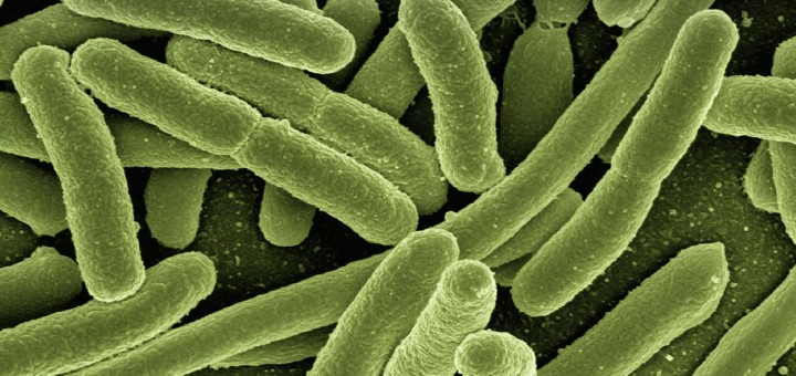 Bakterien vergrößert