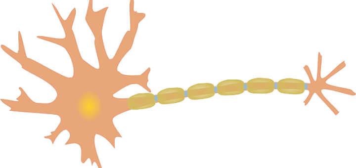 Nerv, Neuron